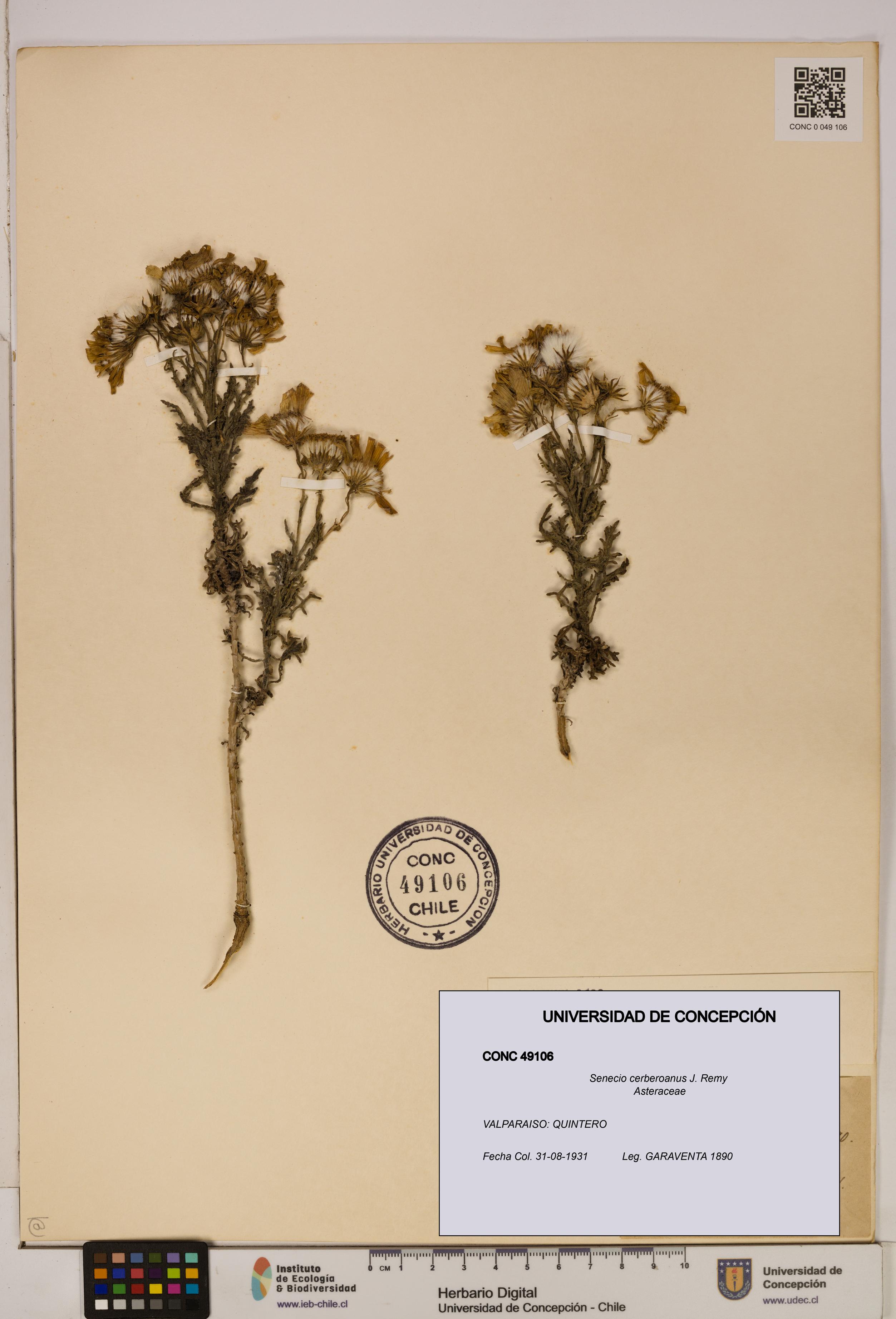 Senecio cerberoanus [Espécimen: UDEC:CONC:0049106]
