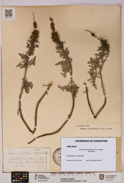 Ambrosia chamissonis [Espécimen: UDEC:CONC:0049107]