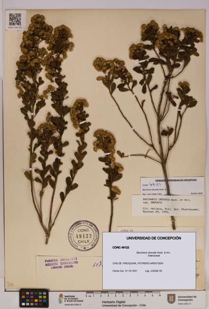 Baccharis obovata [Espécimen: UDEC:CONC:0049122]
