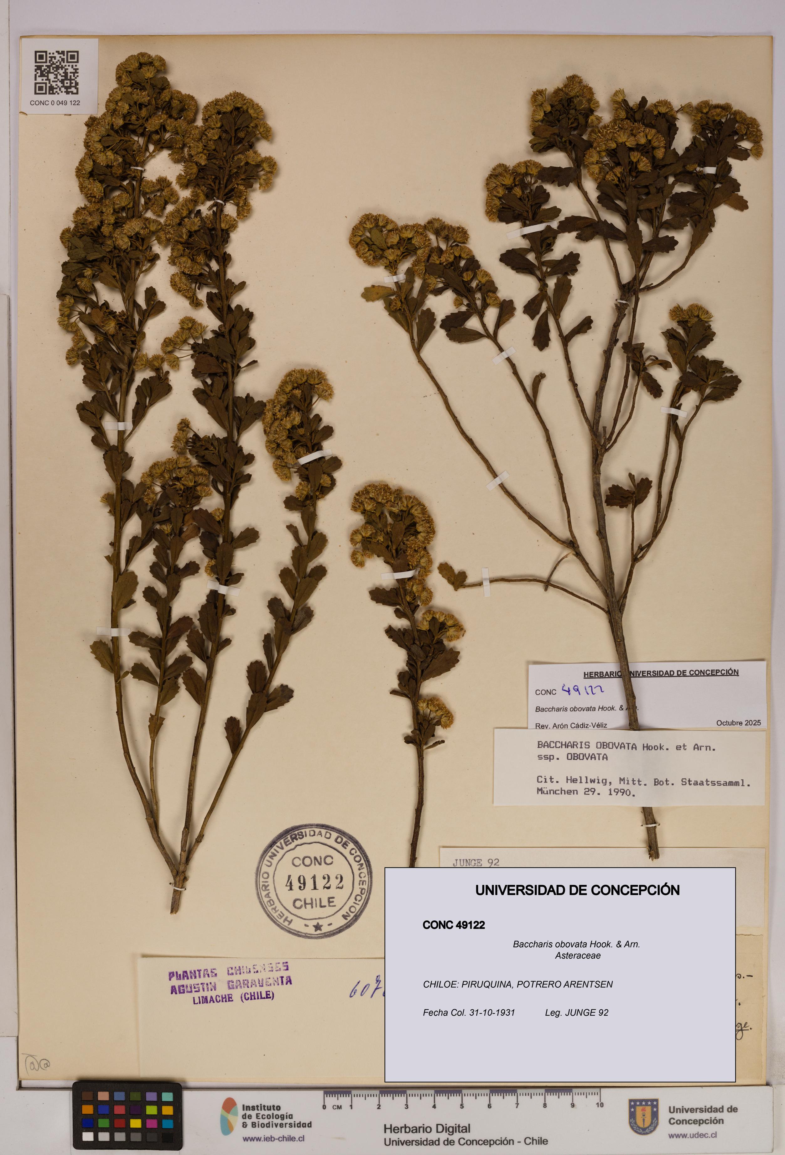 Baccharis obovata [Espécimen: UDEC:CONC:0049122]