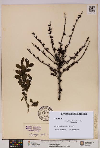 Myoschilos oblongus [Espécimen: UDEC:CONC:0049129]