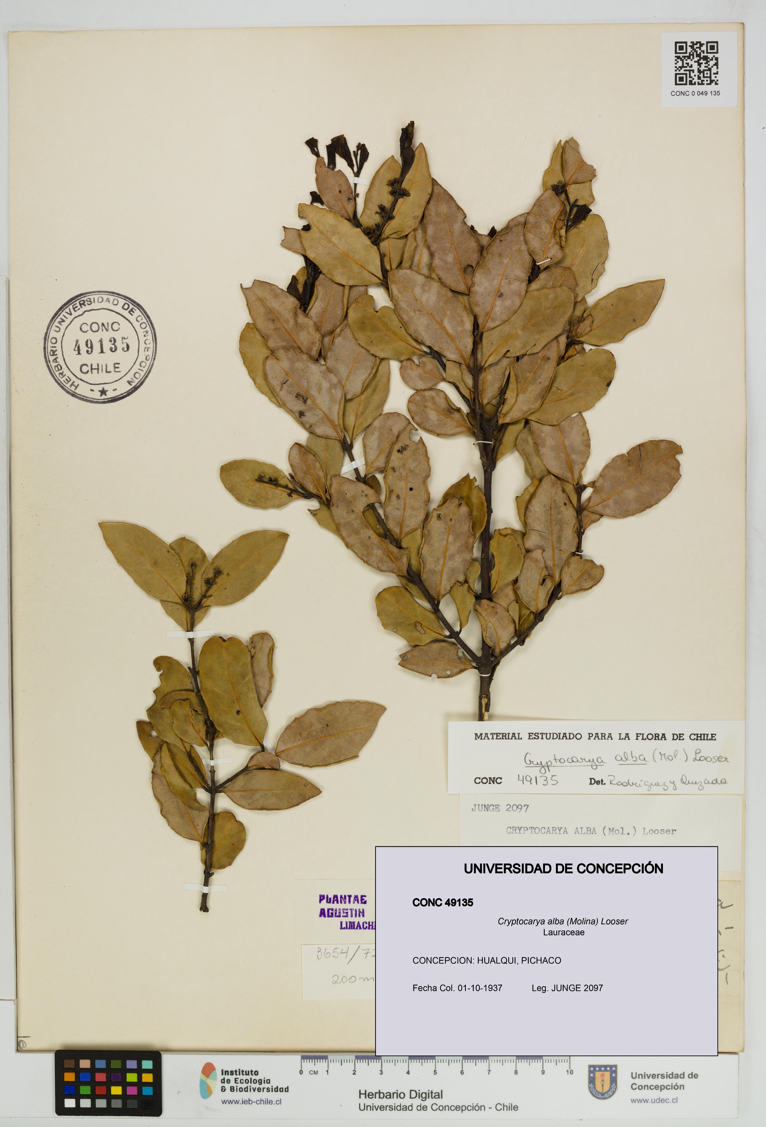 Cryptocarya alba [Espécimen: UDEC:CONC:0049135]