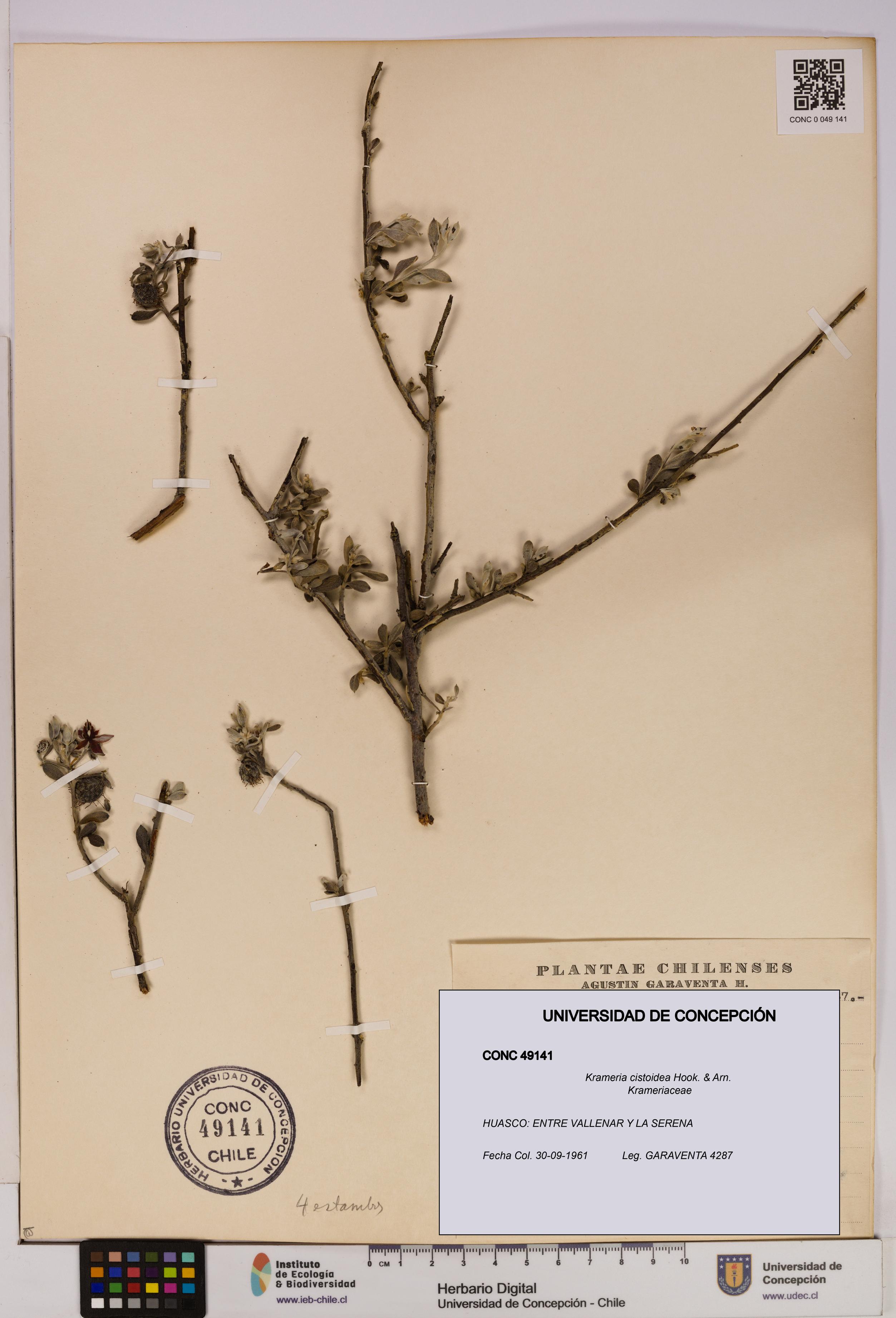 Krameria cistoidea [Espécimen: UDEC:CONC:0049141]