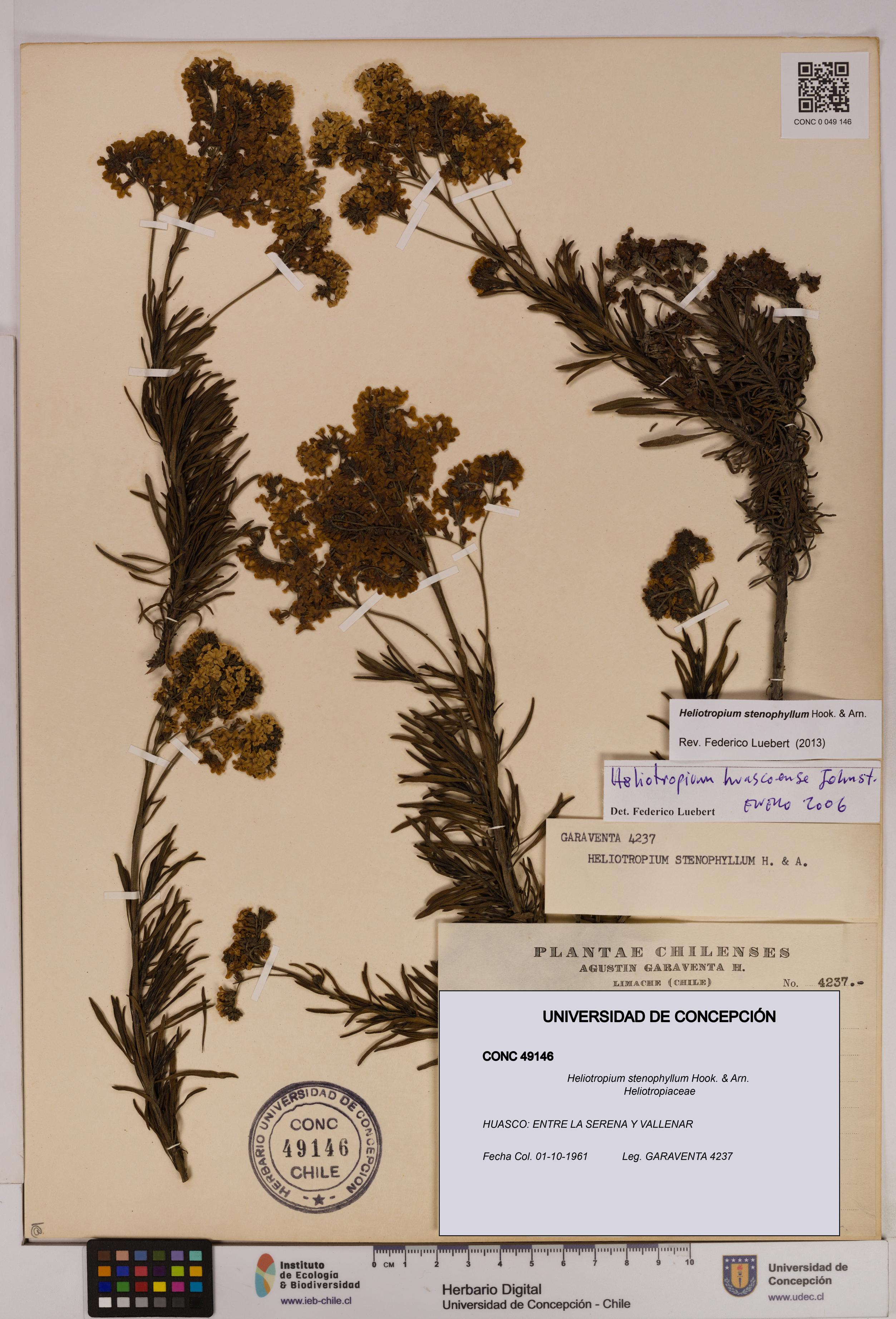 Heliotropium stenophyllum [Espécimen: UDEC:CONC:0049146]