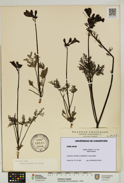 Argylia radiata [Espécimen: UDEC:CONC:0049148]