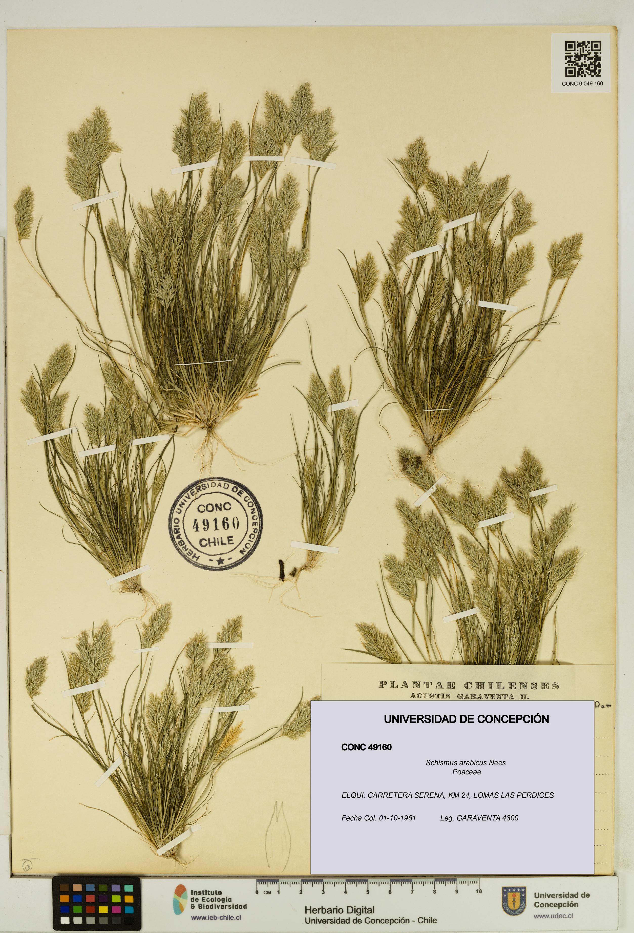 Schismus arabicus [Espécimen: UDEC:CONC:0049160]