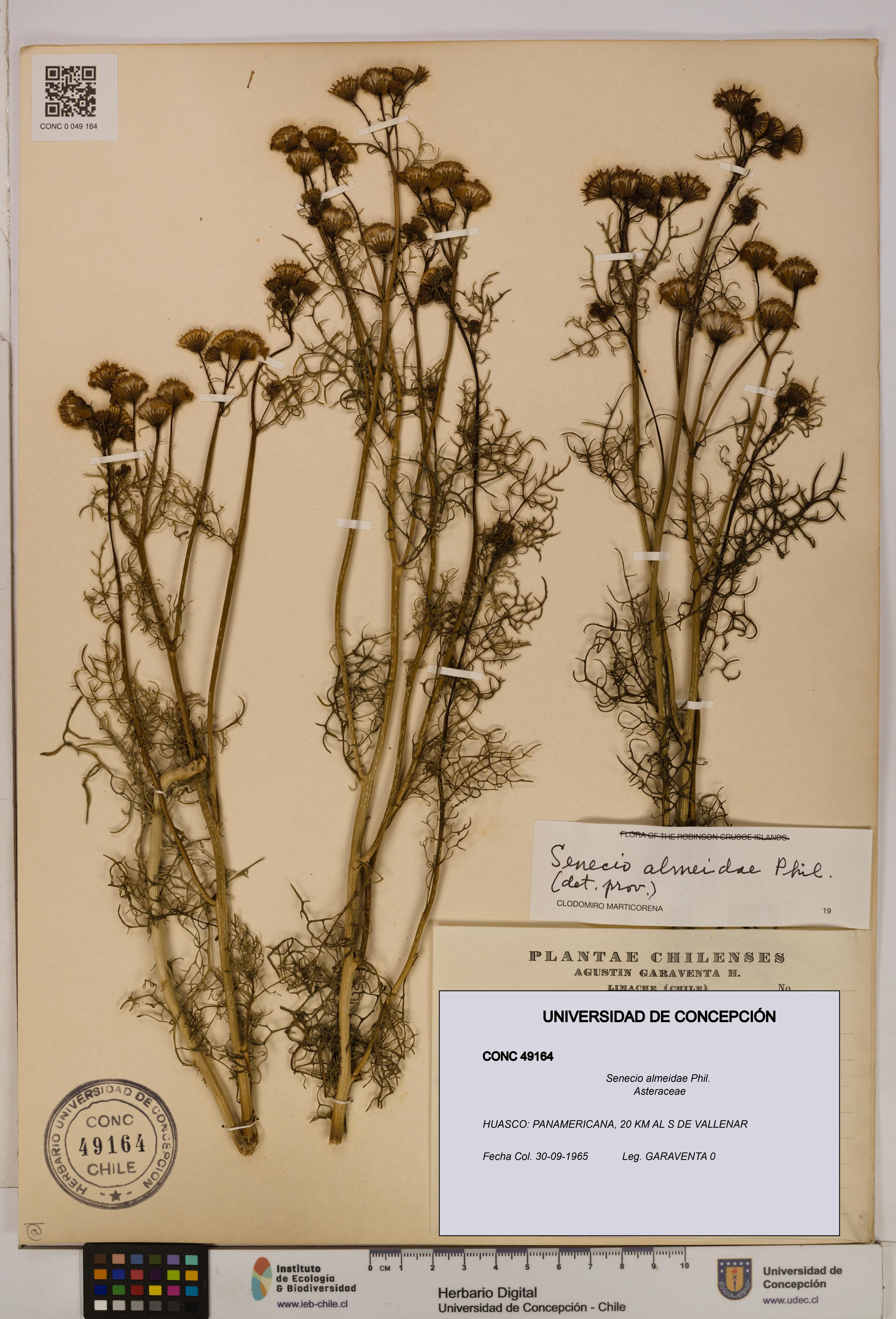 Senecio almeidae [Espécimen: UDEC:CONC:0049164]