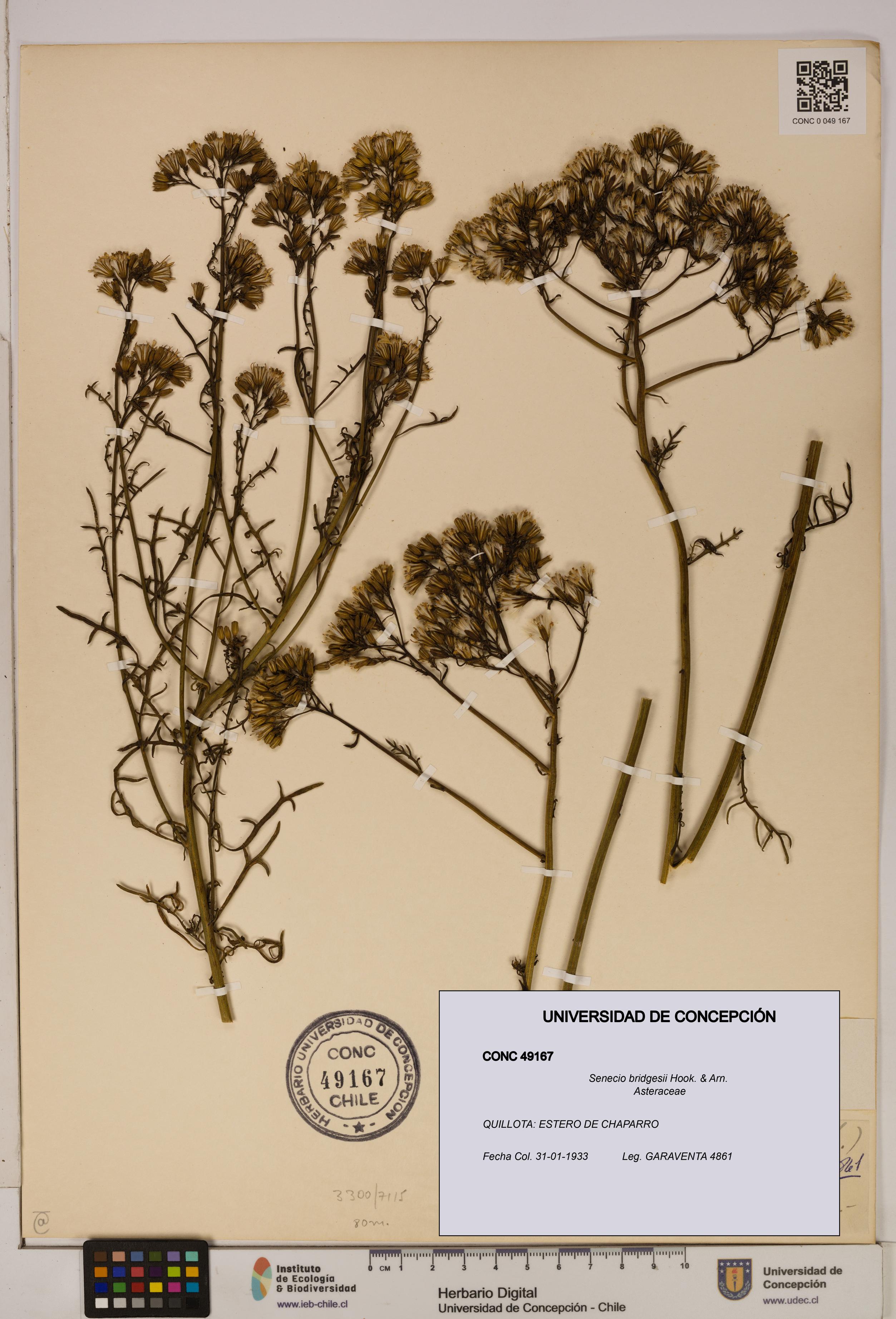 Senecio bridgesii [Espécimen: UDEC:CONC:0049167]