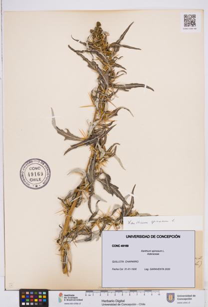 Xanthium spinosum [Espécimen: ]