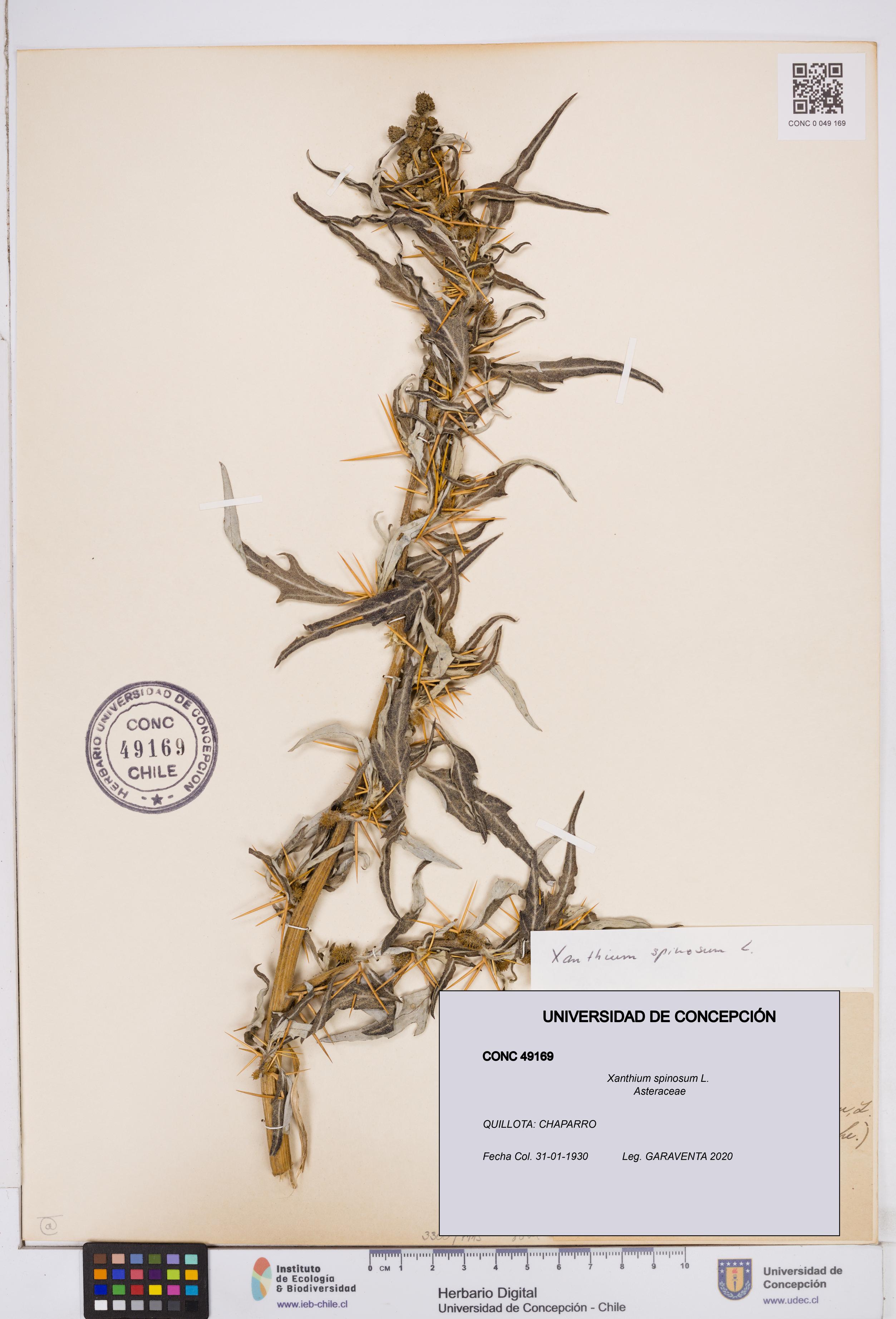 Xanthium spinosum [Espécimen: ]