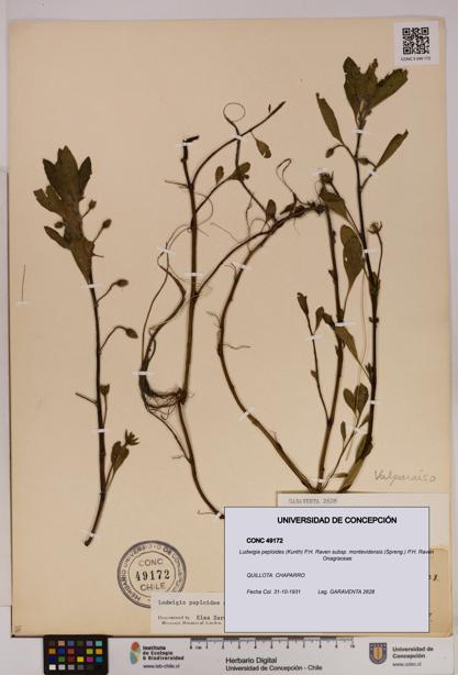 Ludwigia peploides [Espécimen: UDEC:CONC:0049172]