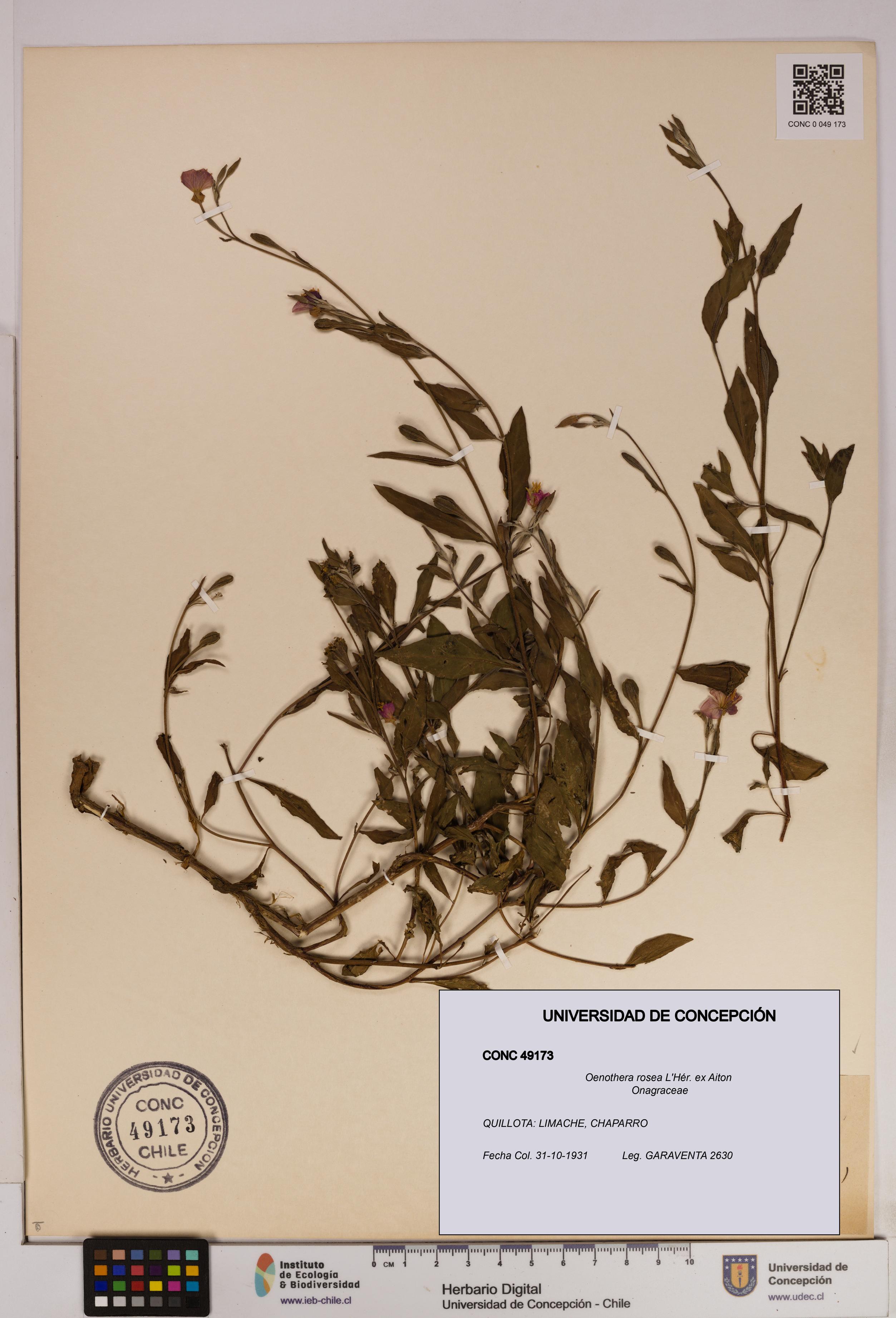 Oenothera rosea [Espécimen: UDEC:CONC:0049173]