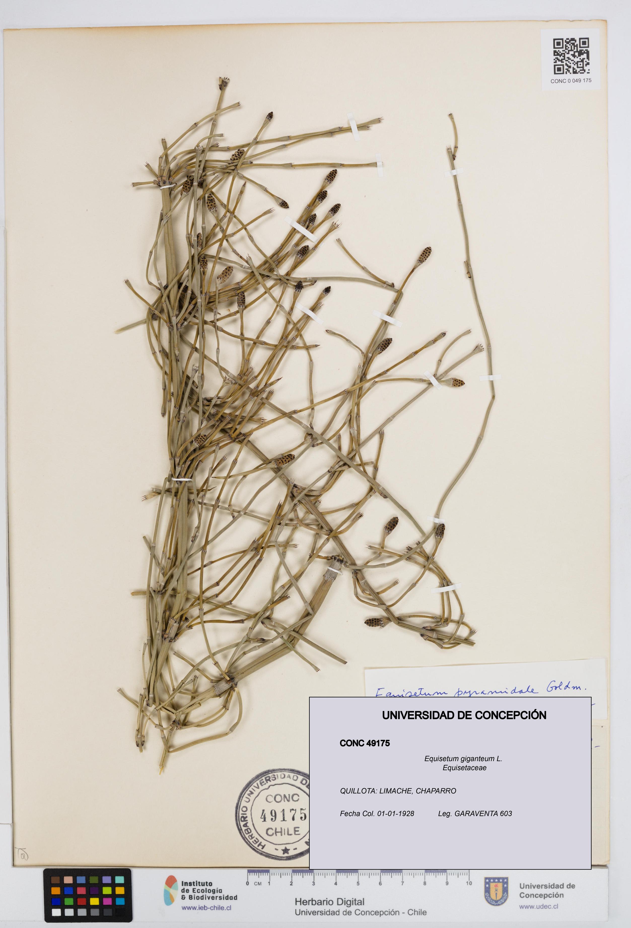Equisetum giganteum [Espécimen: UDEC:CONC:0049175]
