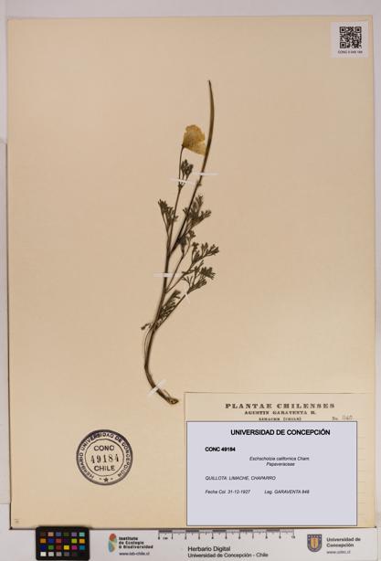 Eschscholzia californica [Espécimen: UDEC:CONC:0049184]