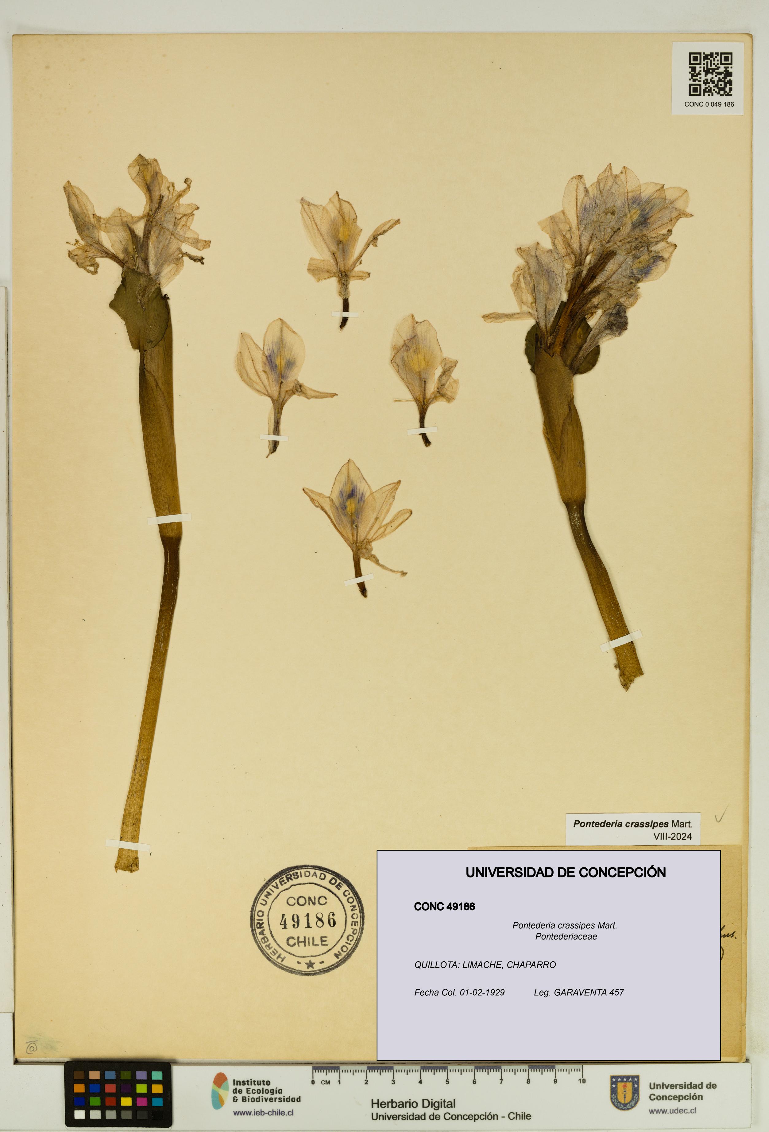 Pontederia crassipes [Espécimen: UDEC:CONC:0049186]
