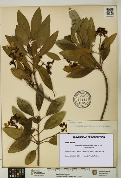 Hydrangea serratifolia [Espécimen: UDEC:CONC:0049191]