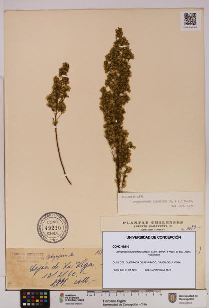 Ophryosporus paradoxus [Espécimen: UDEC:CONC:0049210]