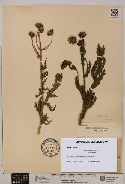 Senecio adenotrichius [Espécimen: UDEC:CONC:0049228]