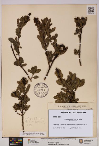 Escallonia illinita [Espécimen: UDEC:CONC:0049240]