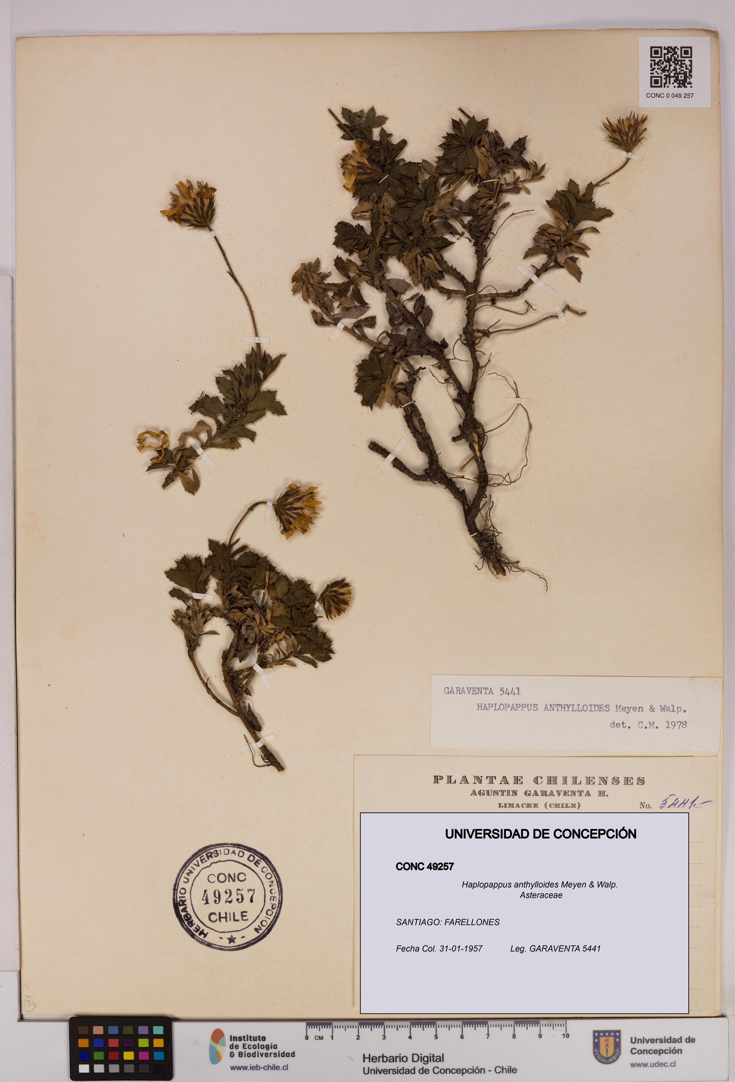 Haplopappus anthylloides [Espécimen: UDEC:CONC:0049257]