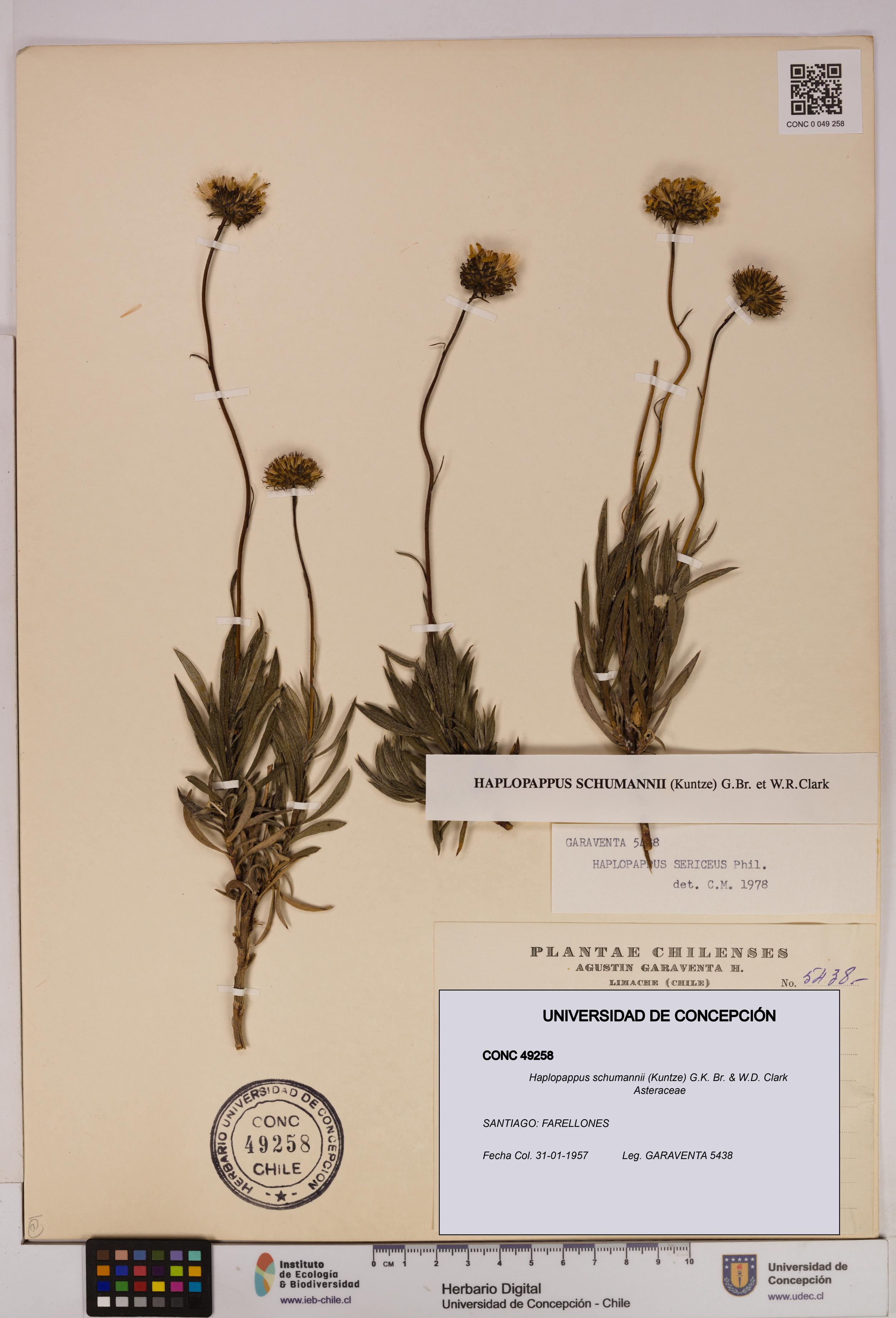 Haplopappus schumannii [Espécimen: UDEC:CONC:0049258]
