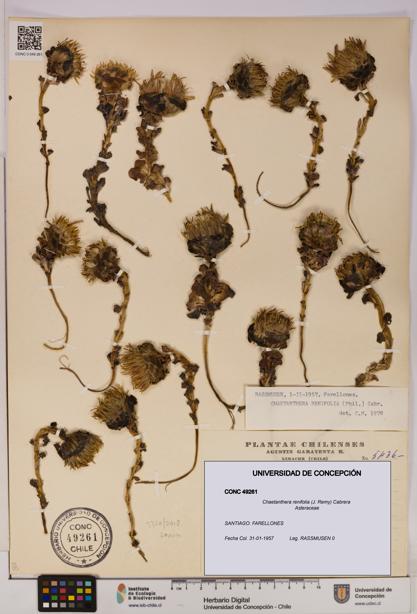 Chaetanthera renifolia [Espécimen: UDEC:CONC:0049261]