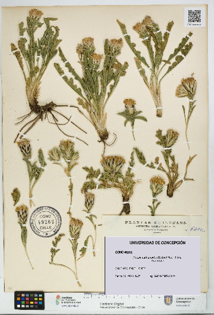 Perezia carthamoides [Espécimen: UDEC:CONC:0049262]