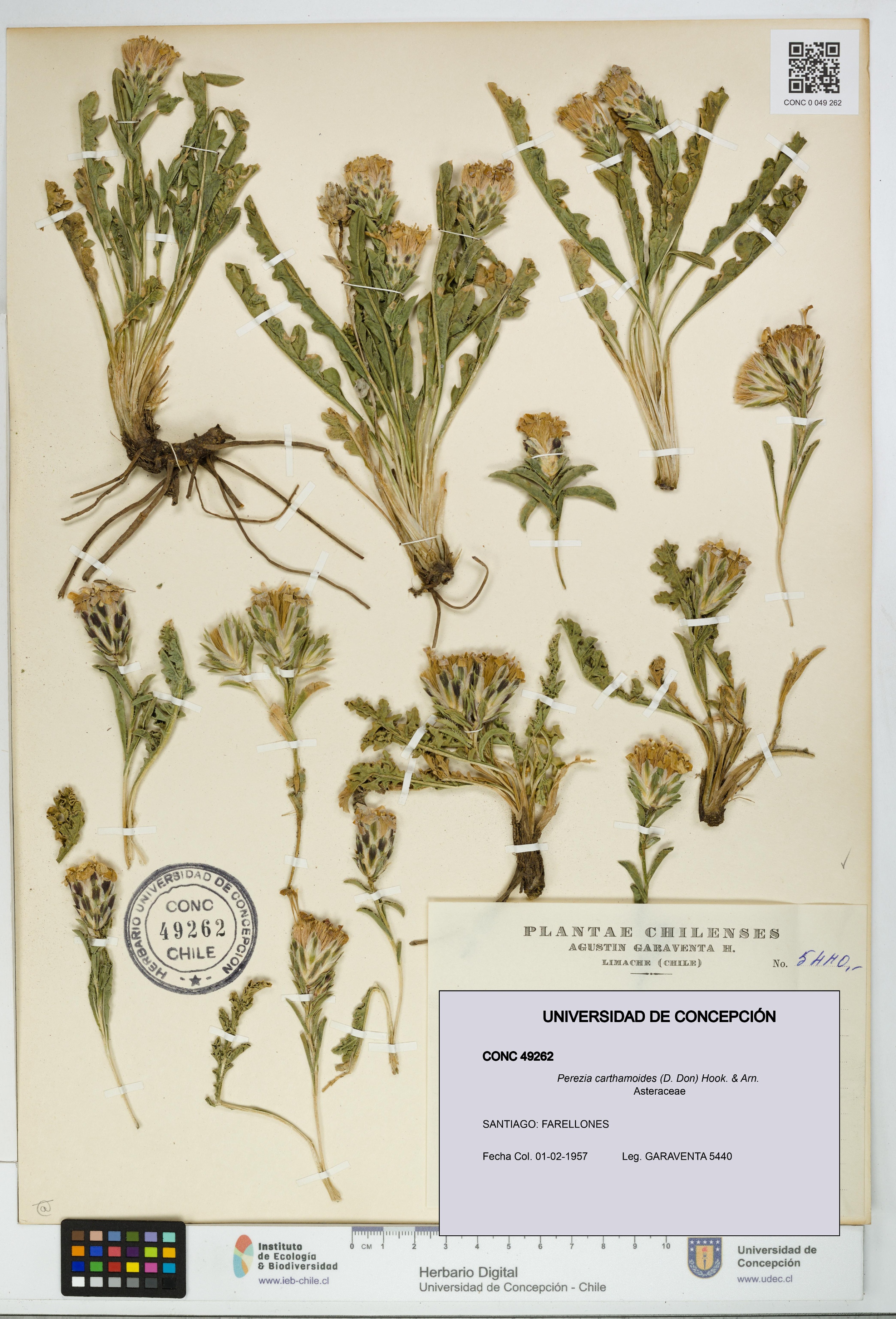 Perezia carthamoides [Espécimen: UDEC:CONC:0049262]