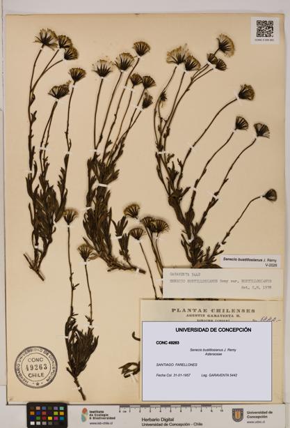 Senecio bustillosianus [Espécimen: UDEC:CONC:0049263]