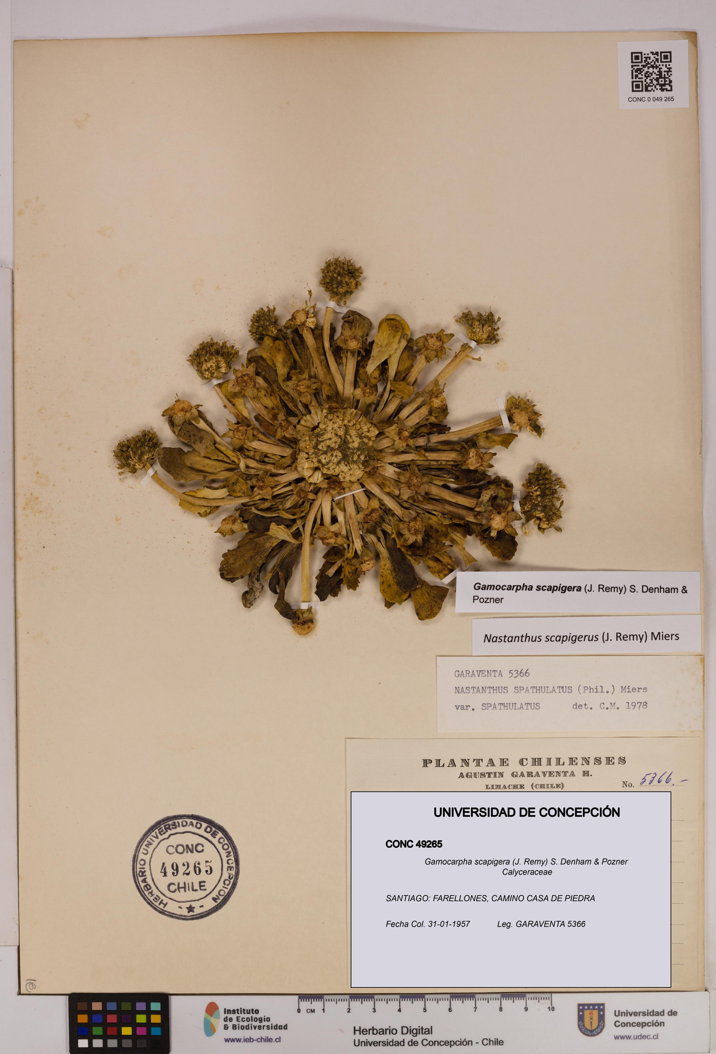 Gamocarpha scapigera [Espécimen: UDEC:CONC:0049265]