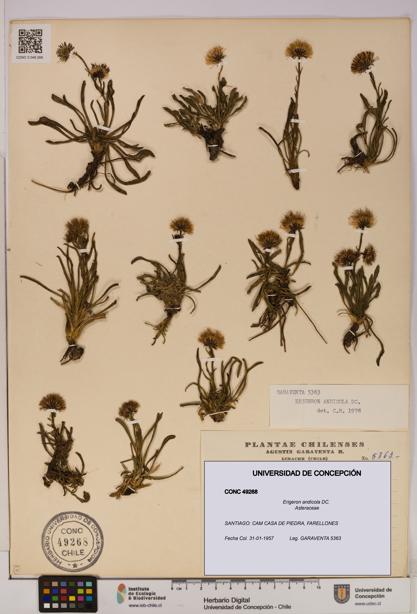 Erigeron andicola [Espécimen: UDEC:CONC:0049268]