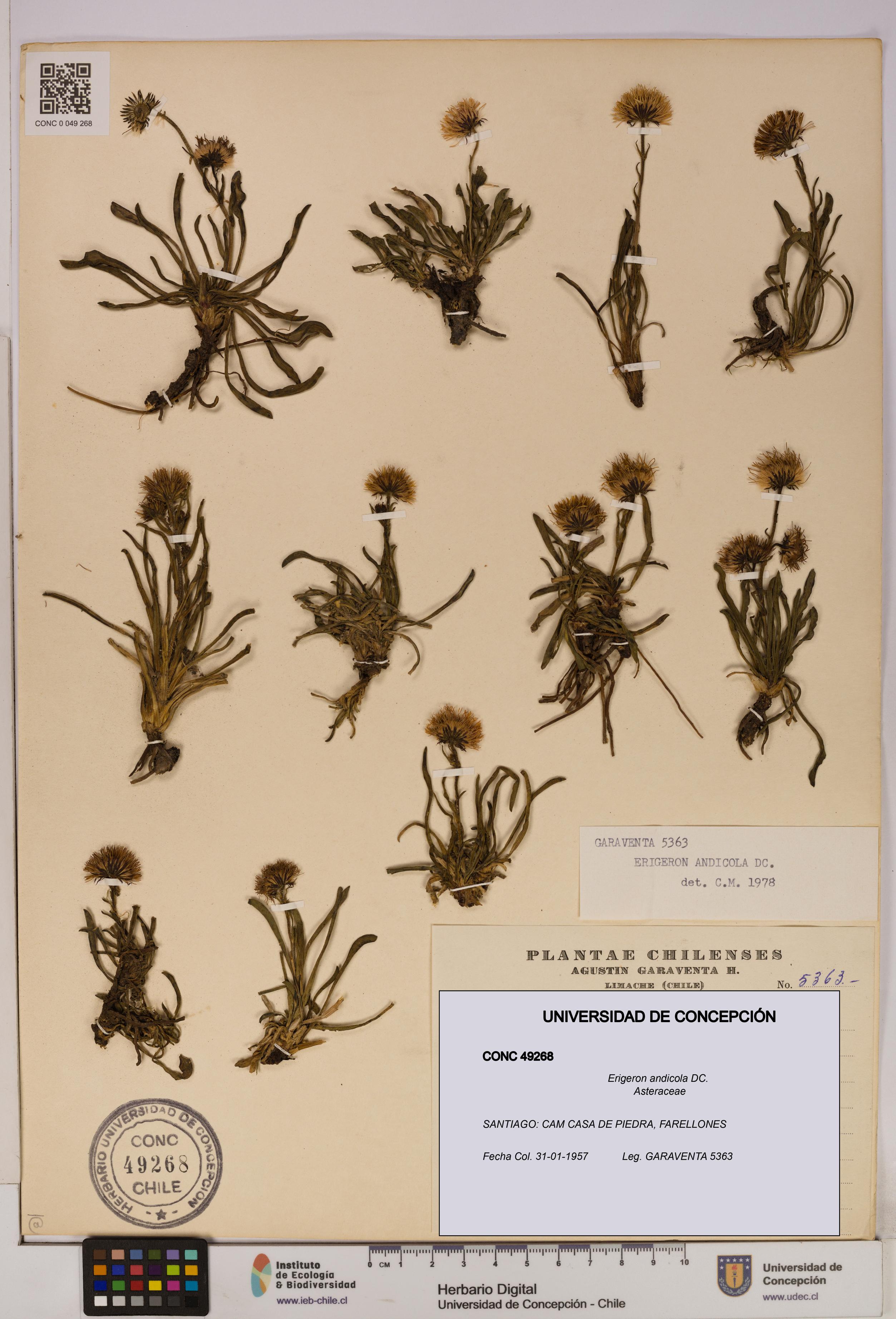 Erigeron andicola [Espécimen: UDEC:CONC:0049268]