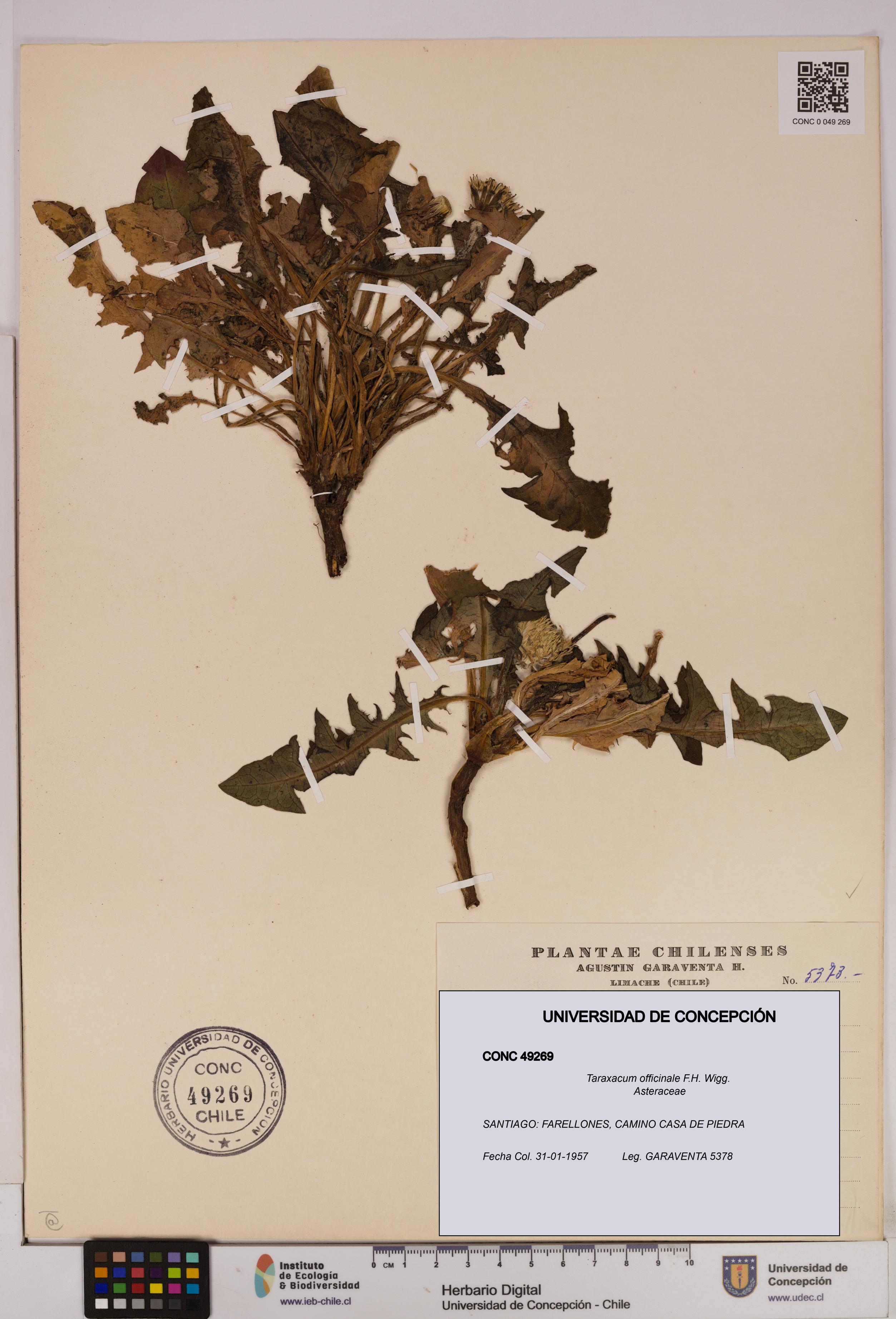 Taraxacum officinale [Espécimen: UDEC:CONC:0049269]