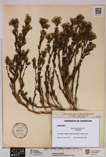Senecio pentaphyllus [Espécimen: UDEC:CONC:0049271]