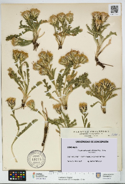 Perezia carthamoides [Espécimen: UDEC:CONC:0049275]
