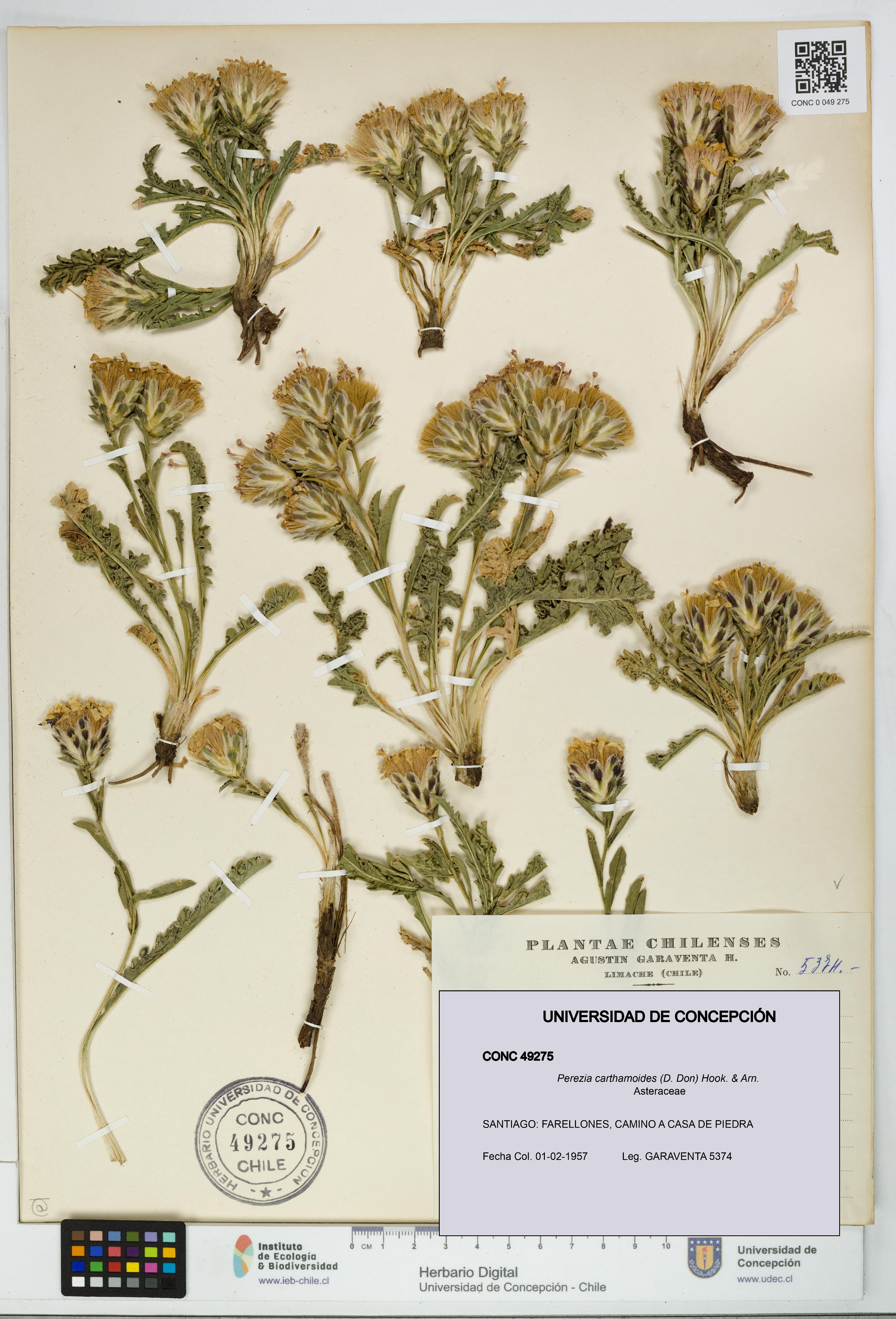 Perezia carthamoides [Espécimen: UDEC:CONC:0049275]