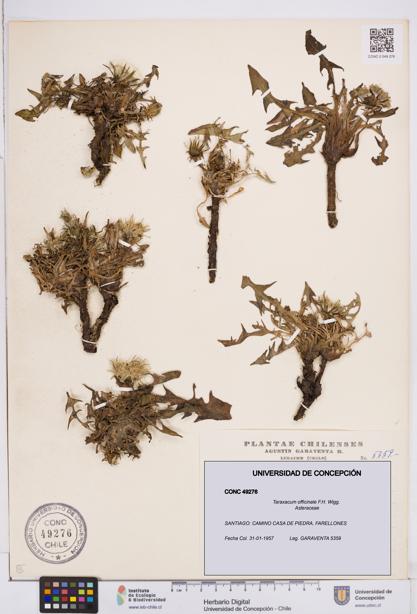 Taraxacum officinale [Espécimen: ]