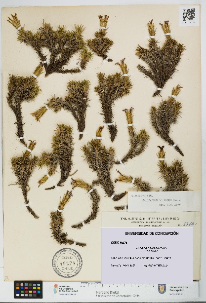 Calopappus acerosus [Espécimen: ]