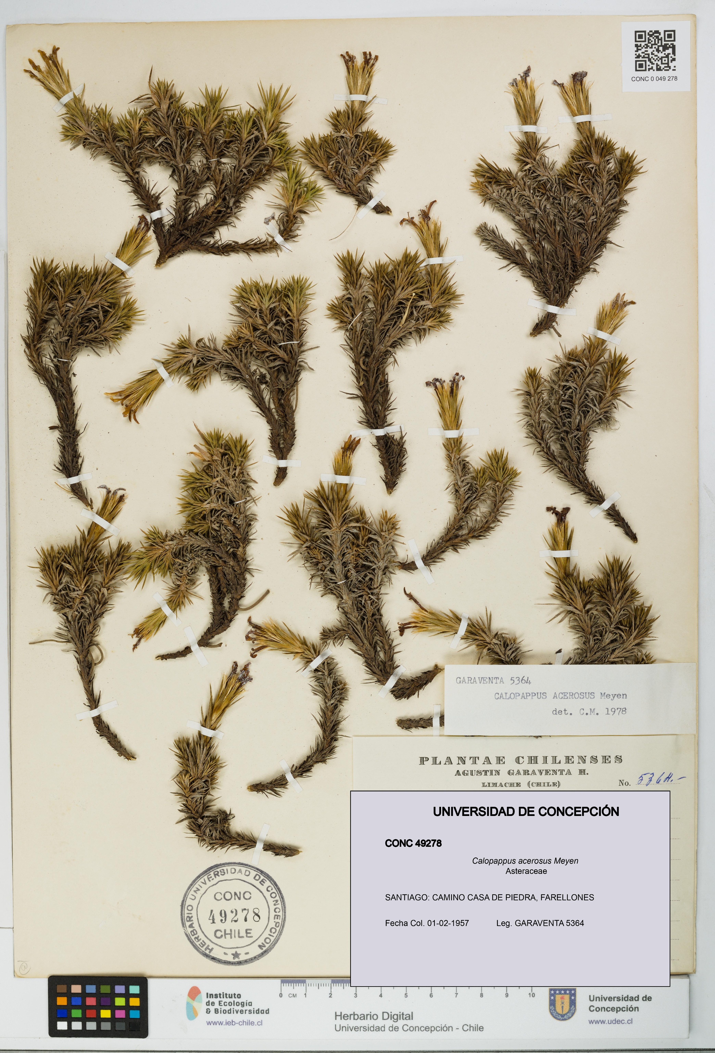 Calopappus acerosus [Espécimen: ]