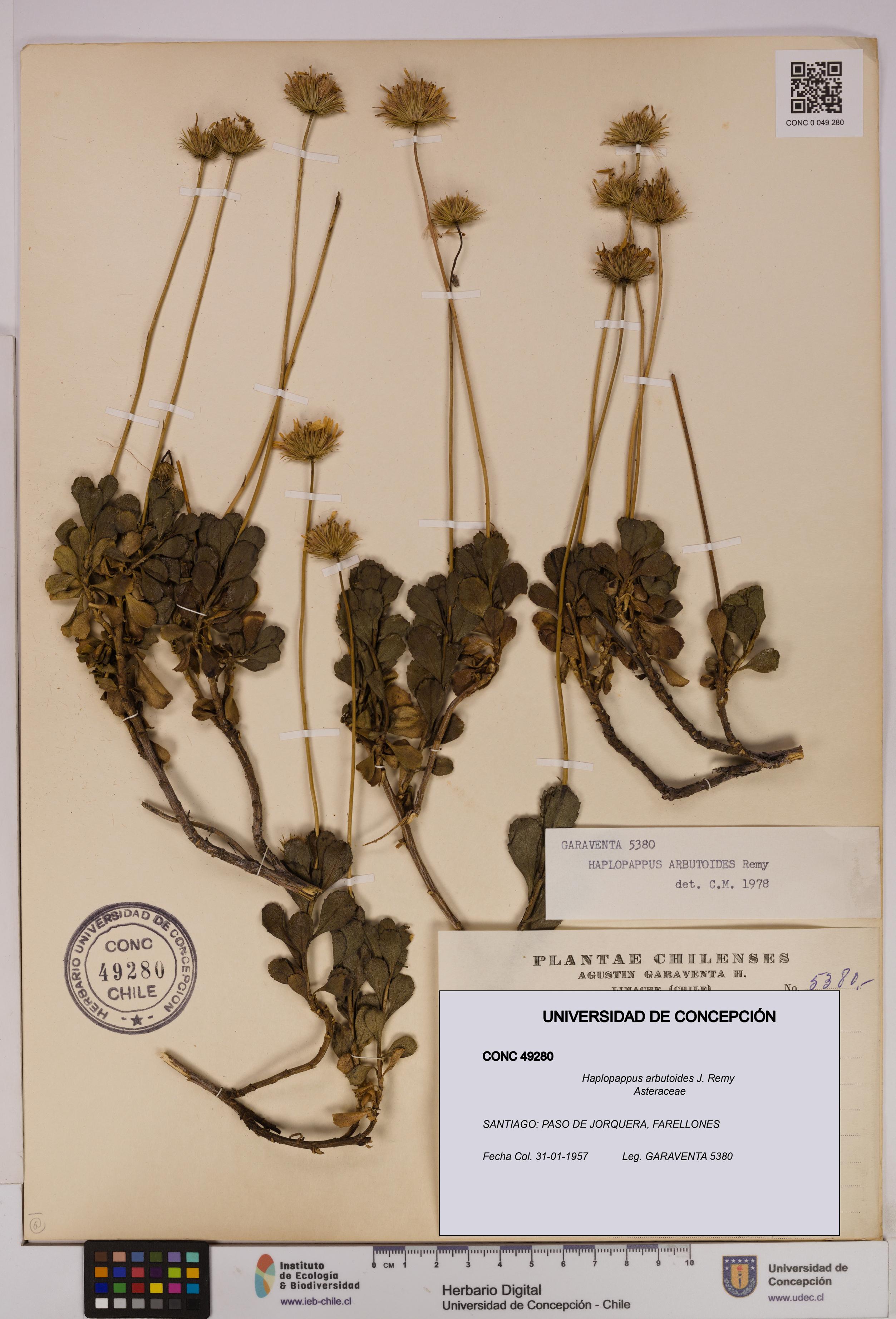 Haplopappus arbutoides [Espécimen: UDEC:CONC:0049280]