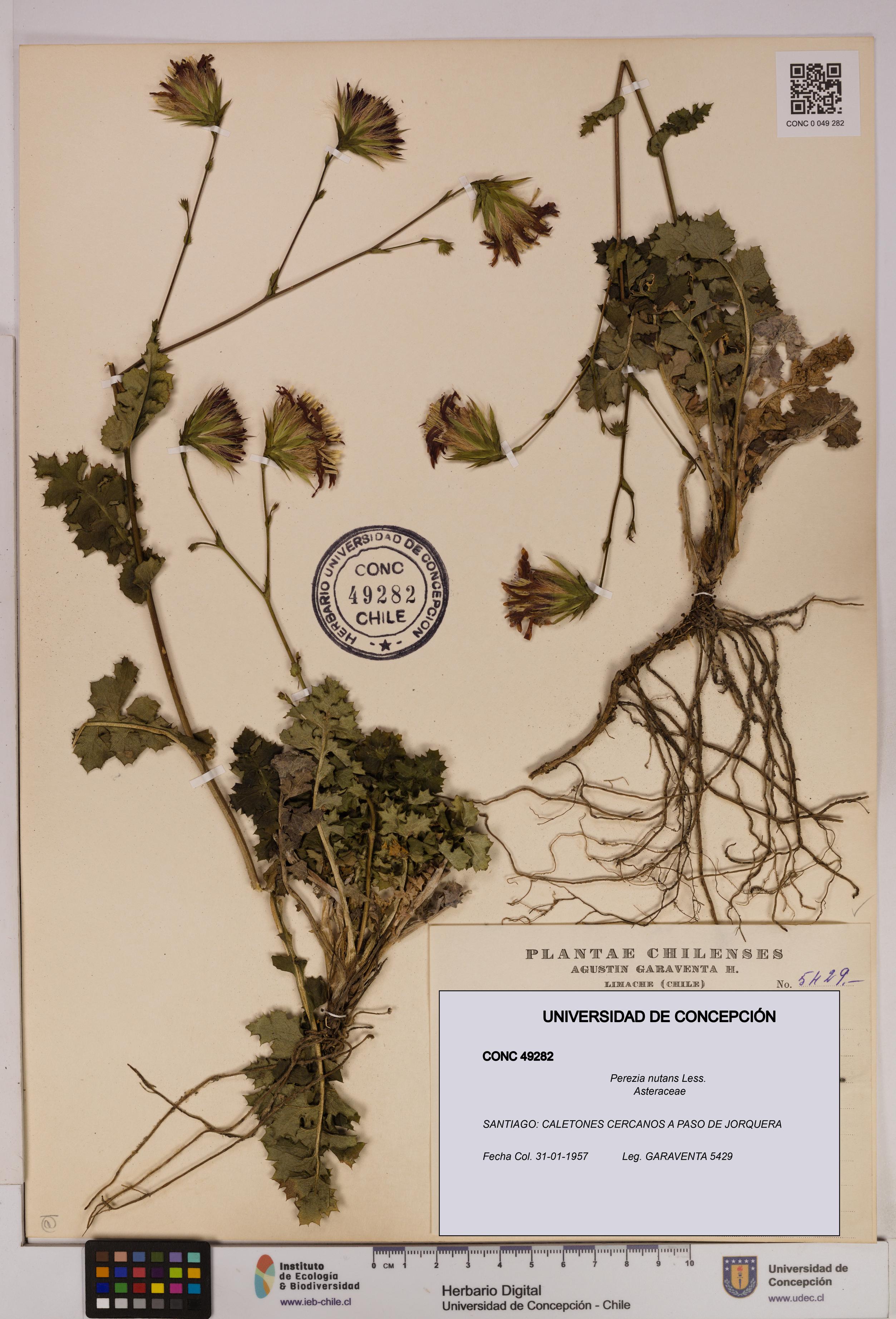 Perezia nutans [Espécimen: UDEC:CONC:0049282]