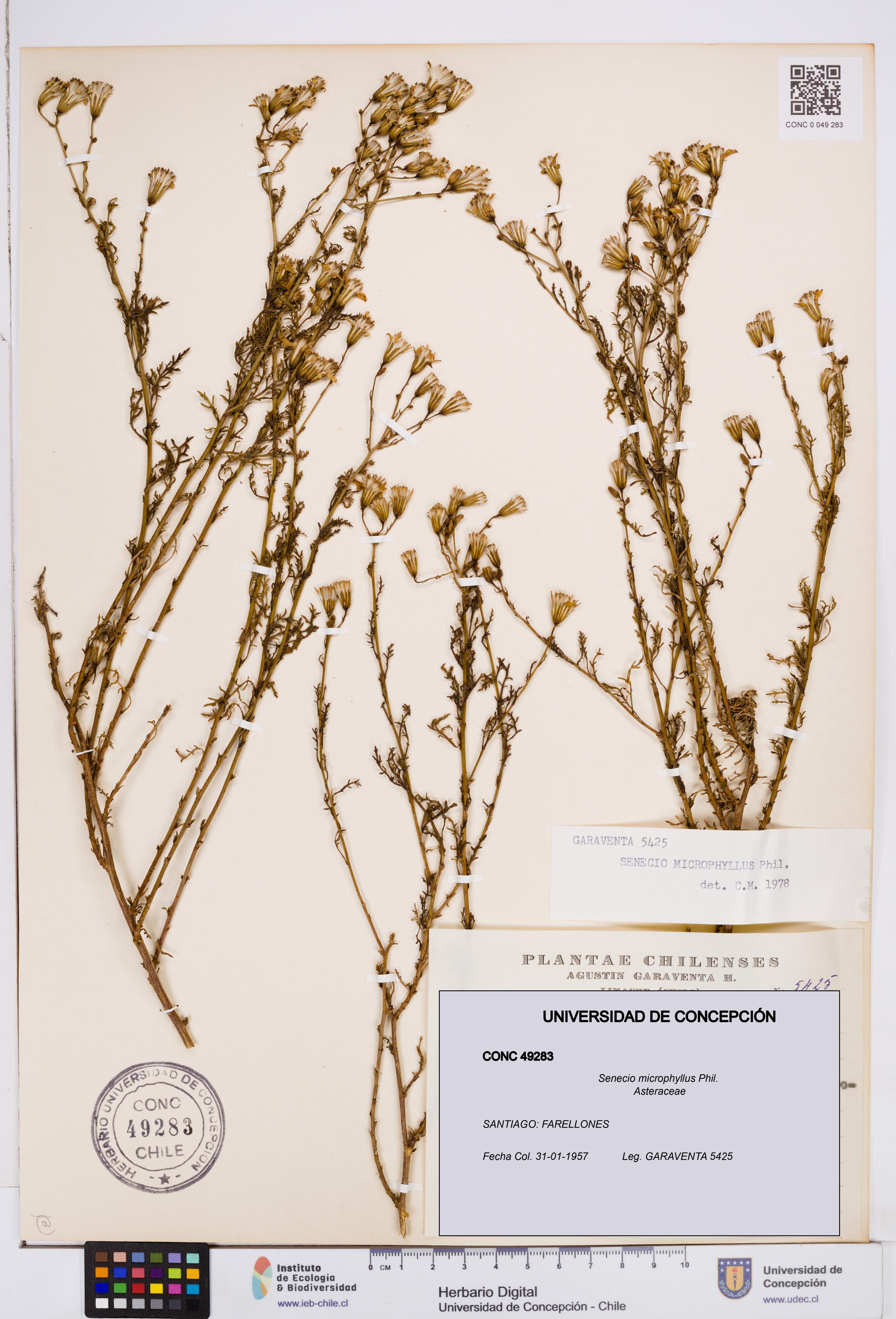 Senecio microphyllus [Espécimen: ]