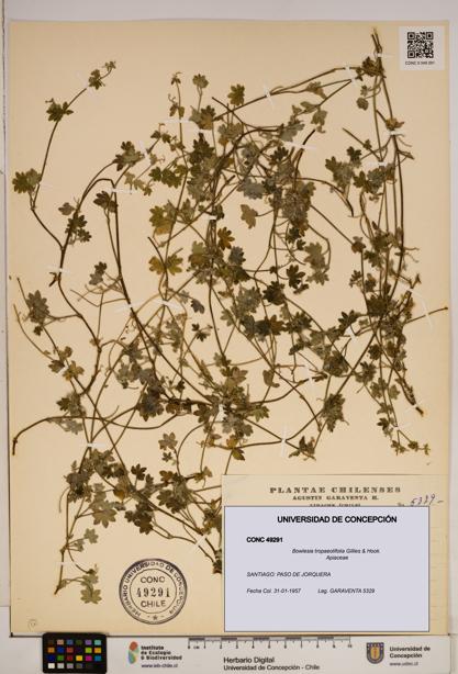 Bowlesia tropaeolifolia [Espécimen: ]