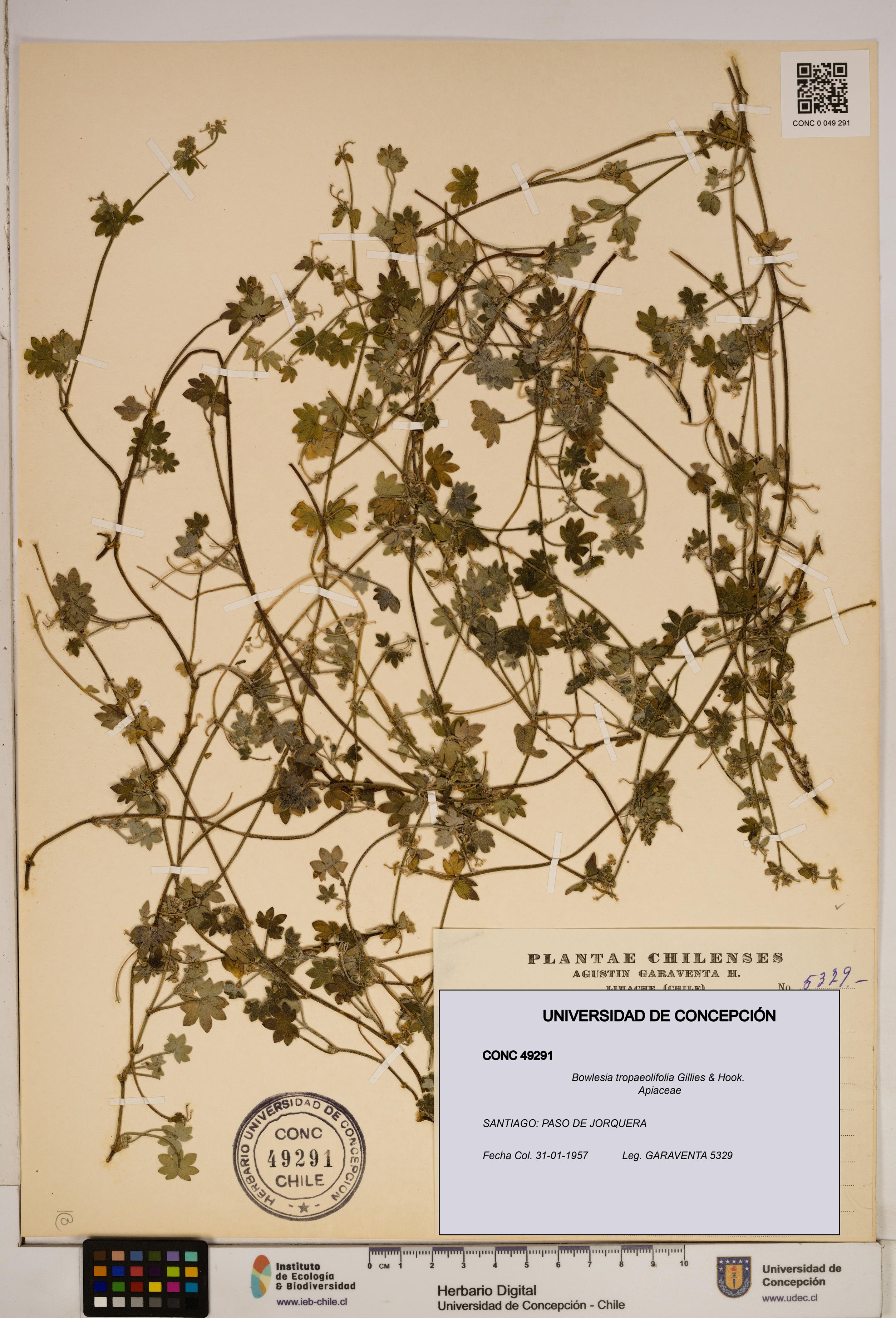 Bowlesia tropaeolifolia [Espécimen: ]