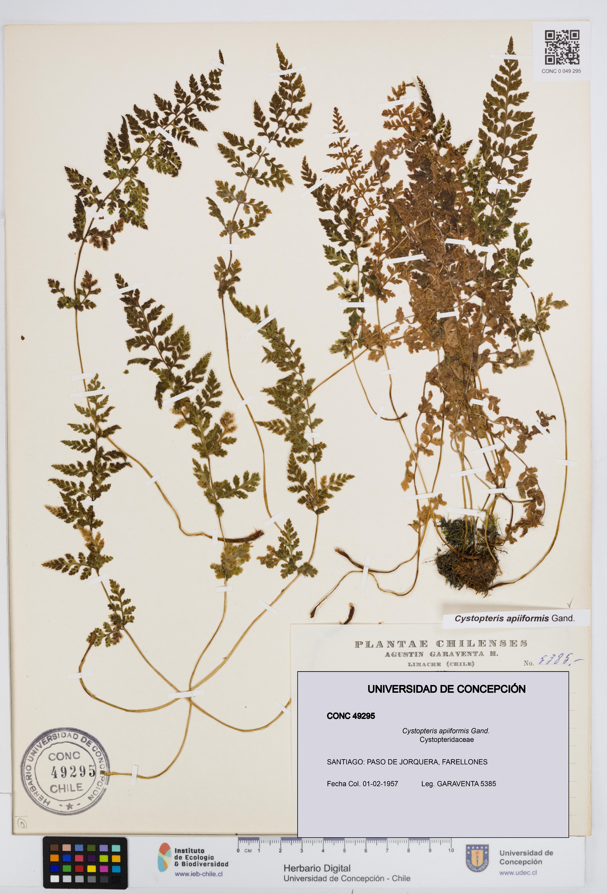 Cystopteris apiiformis [Espécimen: UDEC:CONC:0049295]
