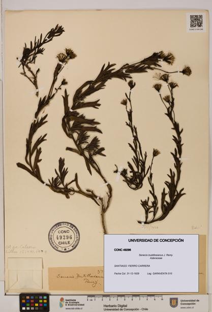 Senecio bustillosianus [Espécimen: UDEC:CONC:0049296]