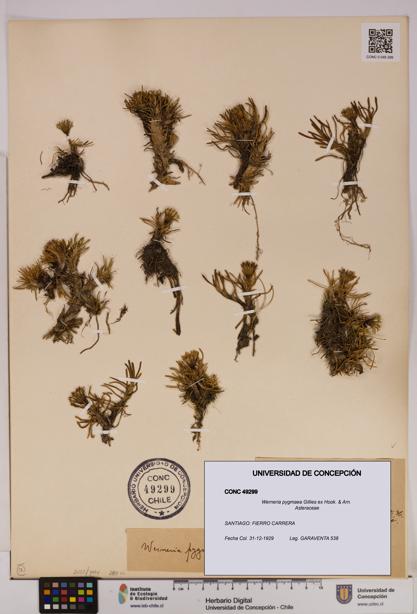 Werneria pygmaea [Espécimen: UDEC:CONC:0049299]