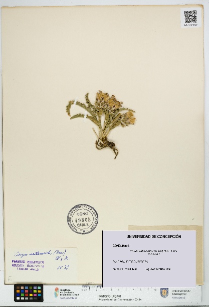 Perezia carthamoides [Espécimen: UDEC:CONC:0049305]