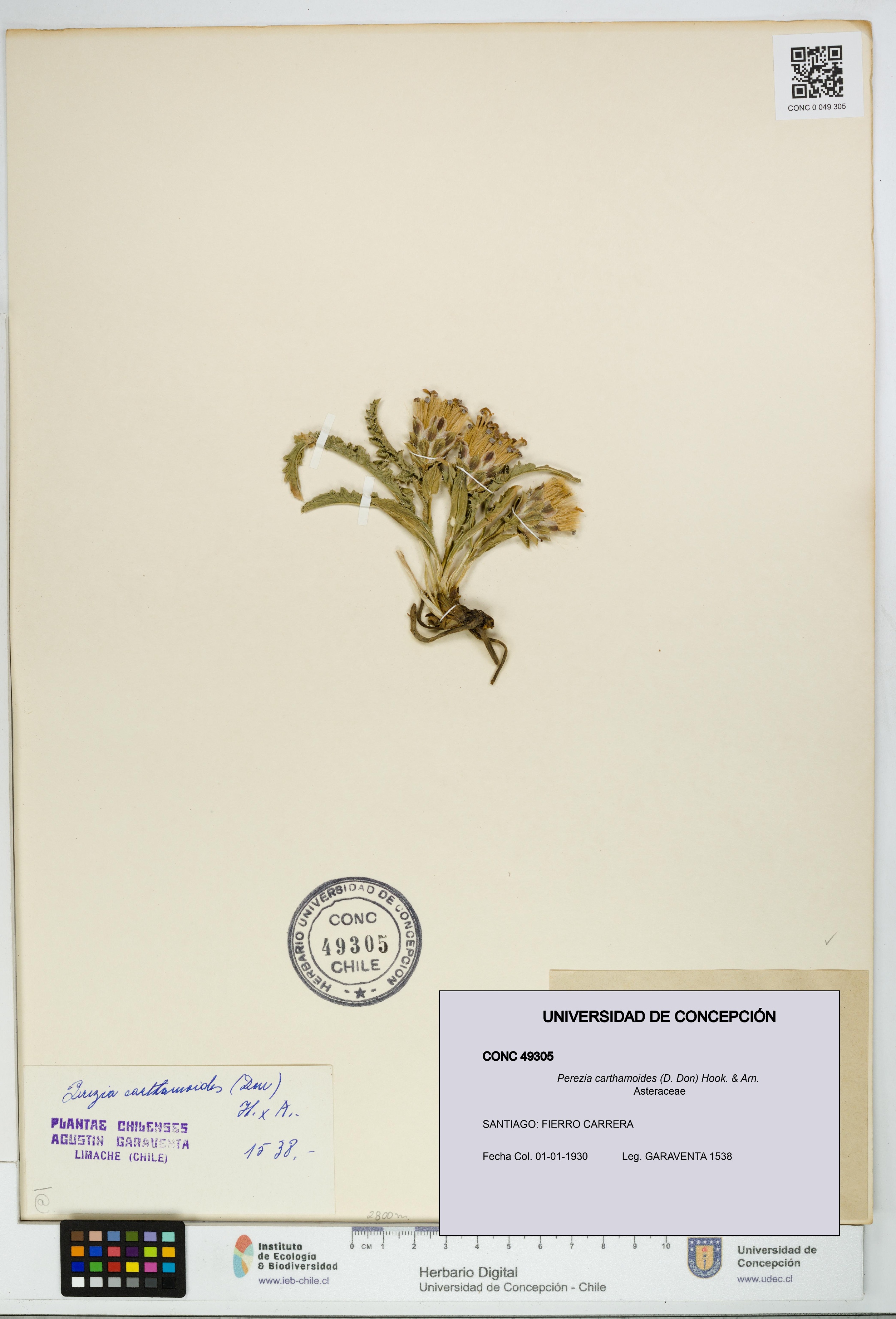 Perezia carthamoides [Espécimen: UDEC:CONC:0049305]