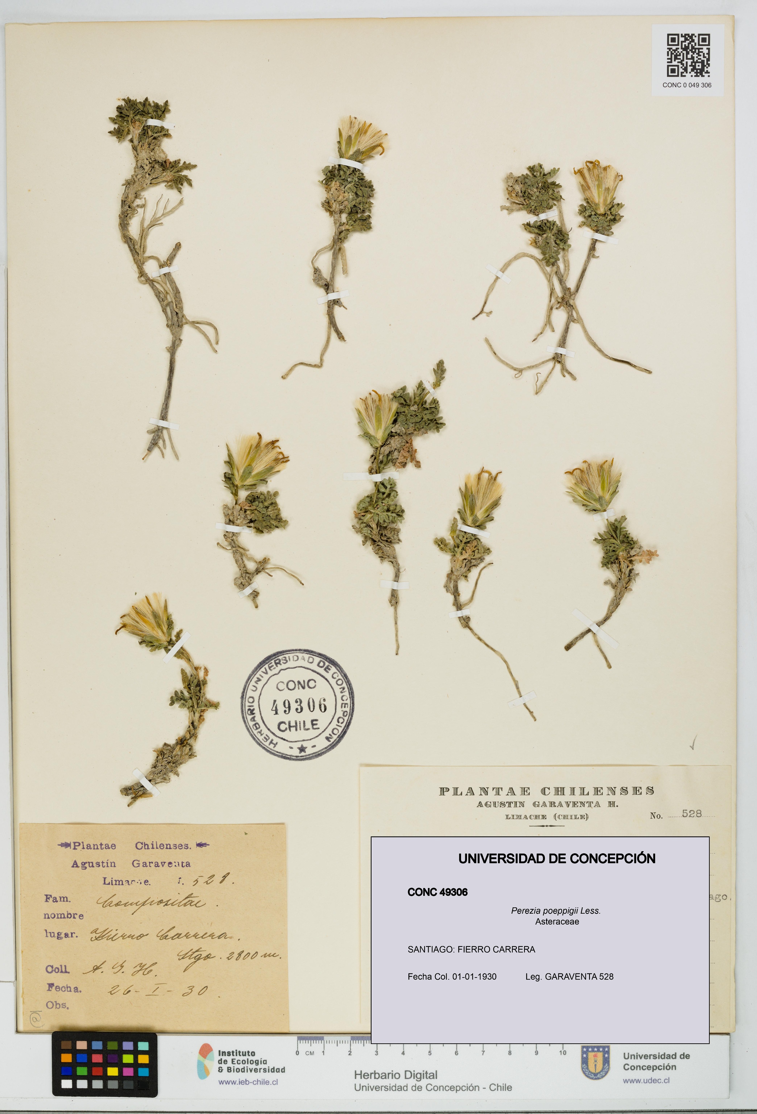 Perezia poeppigii [Espécimen: UDEC:CONC:0049306]